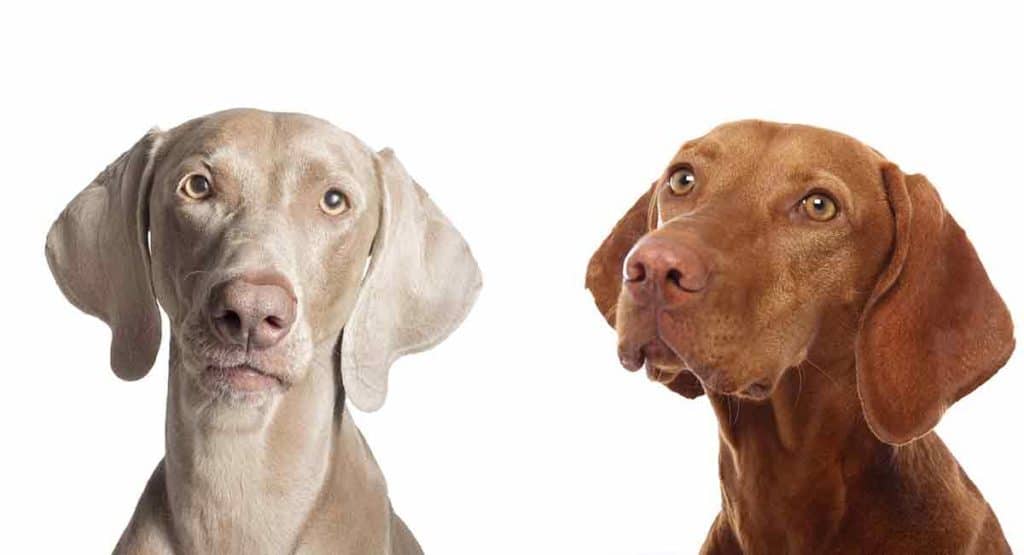 vizsla-vs-weimaraner-long
